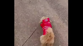 Early morning road walk with mah baby dogie