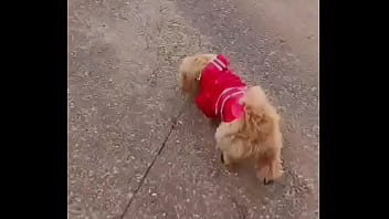 Early morning road walk with mah baby dogie