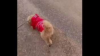 Early morning road walk with mah baby dogie