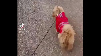 Early morning road walk with mah baby dogie