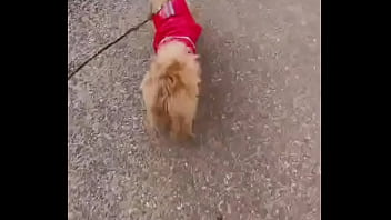 Early morning road walk with mah baby dogie