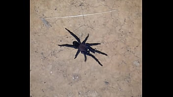 Video bokep part 68853343