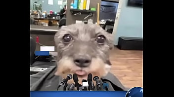 Vídeo de verificación