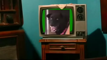 Adolf bush's se folla una piña que encuentra en un basurero