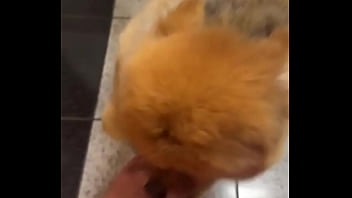 Happy Dog️ Update #190 2024 12 11t18 43 12000z thumbnail