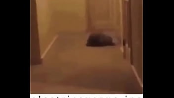 E l e c t r i c a v e n u e j p e g