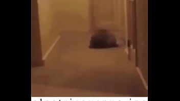 E l e c t r i c a v e n u e j p e g