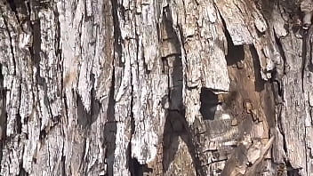 Video of me finding a beehive and not getting bit