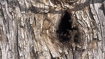 Video of me finding a beehive and not getting bit