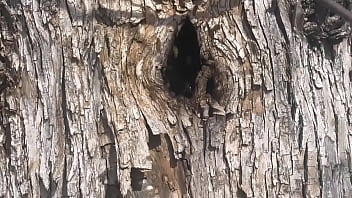 Video of me finding a beehive and not getting bit