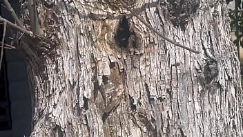 Video of me finding a beehive and not getting bit