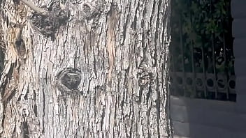 Video of me finding a beehive and not getting bit