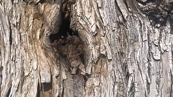 Video of me finding a beehive and not getting bit