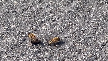 Random Video Of Me Finding A Beehive And Not Getting Bit thumbnail