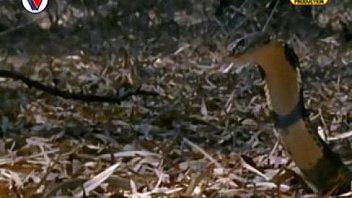 Video bokep part 9852615