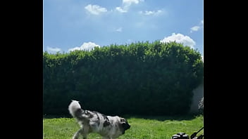 ️ alex the monkey's today i tried to cut the grass i don't know if i won but the grass definitel