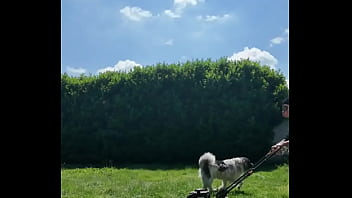 ️ alex the monkey's today i tried to cut the grass i don't know if i won but the grass definitel