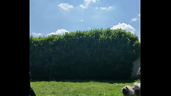 ️ alex the monkey's today i tried to cut the grass i don't know if i won but the grass definitel