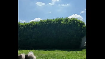 ️ alex the monkey's today i tried to cut the grass i don't know if i won but the grass definitel