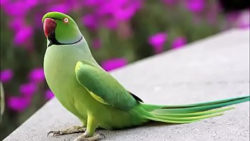 Is Video Ko Jarur Dekhe Aankhe Khol Dene Wal Ye Video Bahut Sundar Hai thumbnail