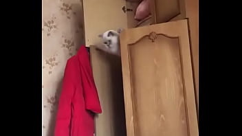 Vídeo de verificação