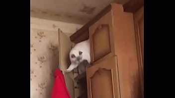 Vídeo de verificação