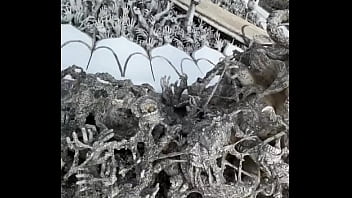 The white temple in chaing rai magical right #travel #thailand #temple #whitetemple #chiangrai