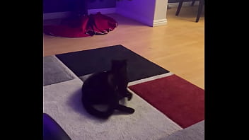 Goblin chasing his tail like he’s still a kitten ⬛