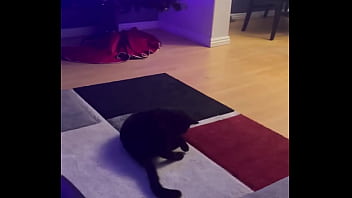 Goblin chasing his tail like he’s still a kitten ⬛