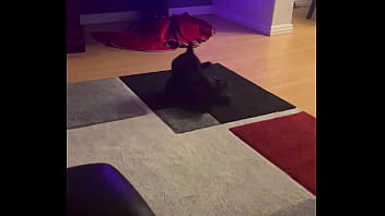 Goblin chasing his tail like he’s still a kitten ⬛