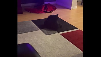 Goblin chasing his tail like he’s still a kitten ⬛