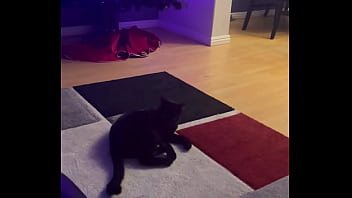 Goblin chasing his tail like he’s still a kitten ⬛