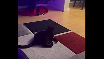 Goblin chasing his tail like he’s still a kitten ⬛