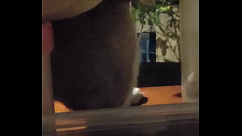 妮姬是一款真正的搖屁股手遊