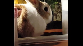 妮姬是一款真正的搖屁股手遊