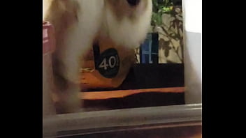 妮姬是一款真正的搖屁股手遊