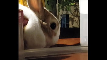 妮姬是一款真正的搖屁股手遊