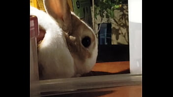 妮姬是一款真正的搖屁股手遊