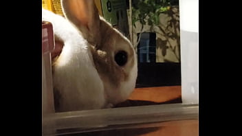 妮姬是一款真正的搖屁股手遊