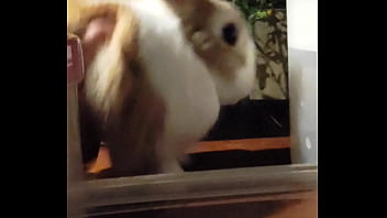 妮姬是一款真正的搖屁股手遊