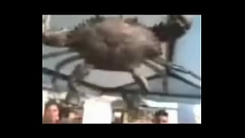 Senhor siri fazendo flexões enquanto narrador fala Senhor siri fazendo flexões enquanto narrador fala