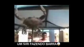 Senhor siri fazendo flexões enquanto narrador fala