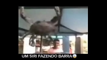 Senhor siri fazendo flexões enquanto narrador fala