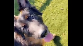 When i own a gsd it's for working he knows his job and keep up with training