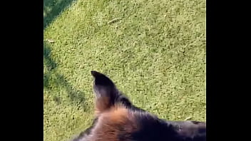 When i own a gsd it's for working he knows his job and keep up with training