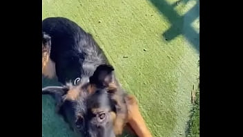 When i own a gsd it's for working he knows his job and keep up with training