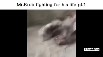 Top 5 scare sus videos