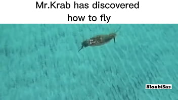 Top 5 scare sus videos