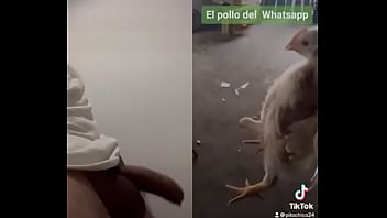 Pito Chico Humillado thumbnail