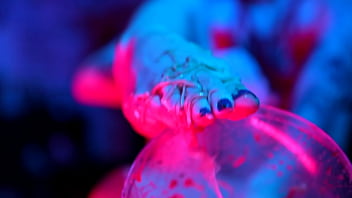 Sexy feet crushing cup noodles